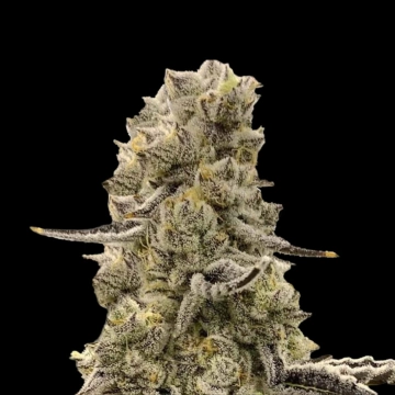 Mochi Mints Cannabisblüte – gewachsen aus Feminisierte Hanfsamen von Terp Treez Co