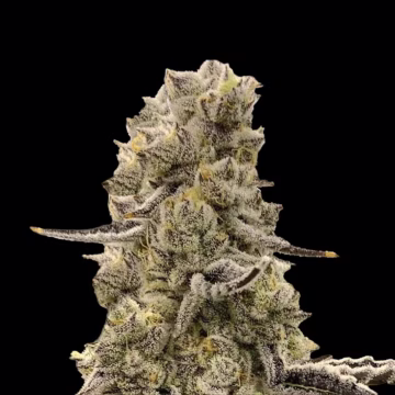 Mochi Mints Cannabisblüte – gewachsen aus Feminisierte Hanfsamen von Terp Treez Co