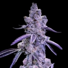 Auto Blue Nerdz Cannabisblüte – gewachsen aus Automatic Hanfsamen von Terp Treez Co