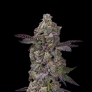 Auto Tre Lime Sorbetto Cannabisblüte – gewachsen aus Automatic Hanfsamen von Terp Treez Co