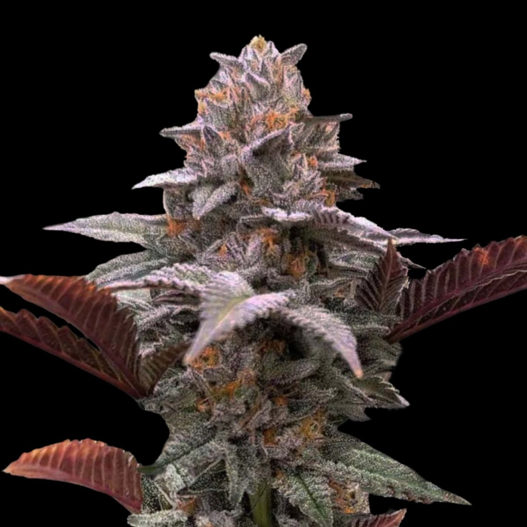Auto Oreoz x Orange Punch – Terp Treez Co – Autoflowering