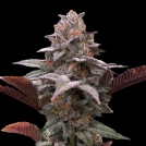 Auto Oreoz x Orange Punch Cannabisblüte – gewachsen aus Automatic Hanfsamen von Terp Treez Co
