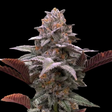 Auto Oreoz x Orange Punch Cannabisblüte – gewachsen aus Automatic Hanfsamen von Terp Treez Co