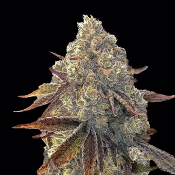 Auto Bacio Gelati Cannabisblüte – gewachsen aus Automatic Hanfsamen von Terp Treez Co