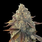 Auto Bacio Gelati Cannabisblüte – gewachsen aus Automatic Hanfsamen von Terp Treez Co