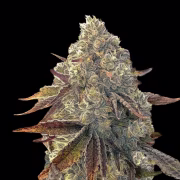 Auto Bacio Gelati Cannabisblüte – gewachsen aus Automatic Hanfsamen von Terp Treez Co