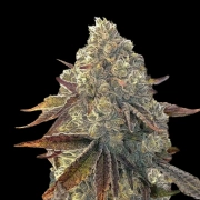 Auto Bacio Gelati Cannabisblüte – gewachsen aus Automatic Hanfsamen von Terp Treez Co