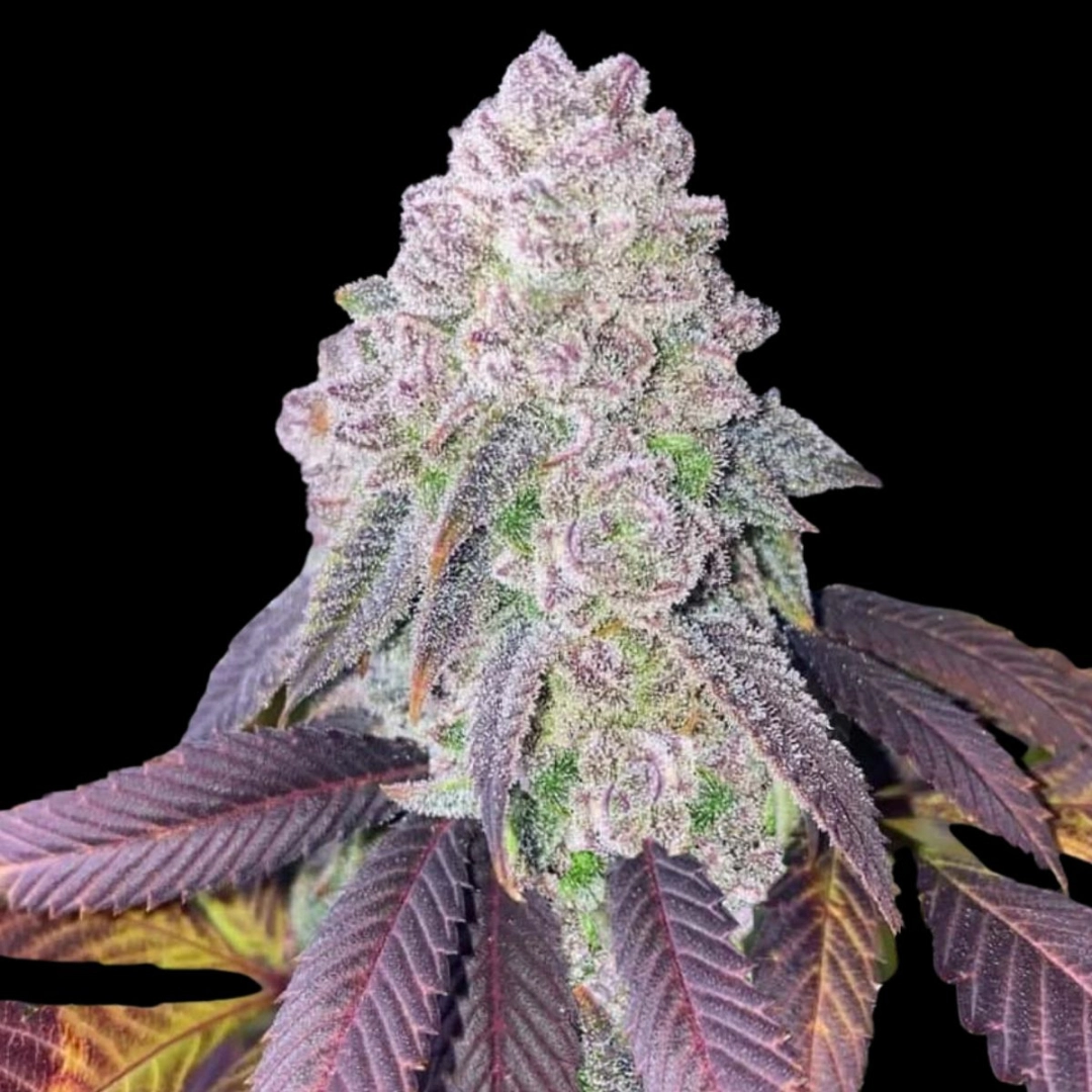 RS-11 Feminized – Terp Treez Co – Feminisiert