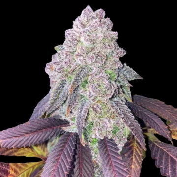 RS-11 Feminized Cannabisblüte – gewachsen aus Feminisierte Hanfsamen von Terp Treez Co