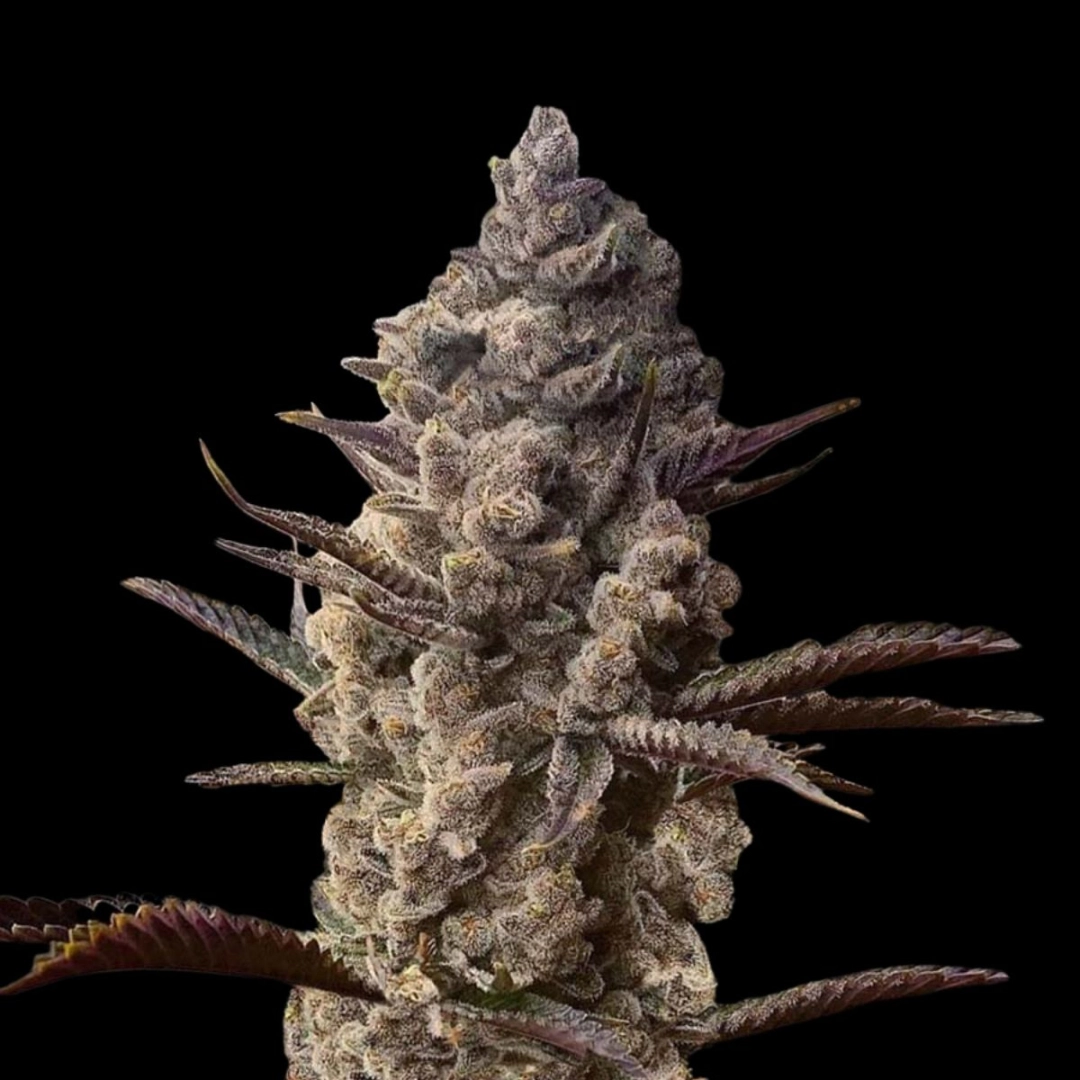 Ice Kreme Cake – Terp Treez Co – Feminisiert