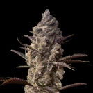 Ice Kreme Cake Cannabisblüte – gewachsen aus Feminisierte Hanfsamen von Terp Treez Co