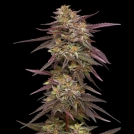 Cob Salad Cannabisblüte – gewachsen aus Feminisierte Hanfsamen von Humboldt Seed Company
