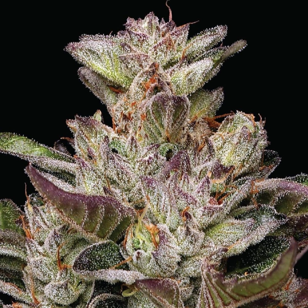 Donutz Feminized – Humboldt Seed Company – Feminisiert