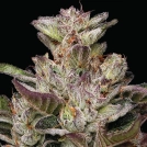 Donutz Feminized Cannabisblüte – gewachsen aus Feminisierte Hanfsamen von Humboldt Seed Company