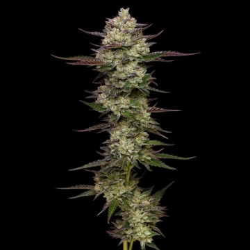 Donutz Triploid Cannabisblüte – gewachsen aus Triploid Hanfsamen von Humboldt Seed Company