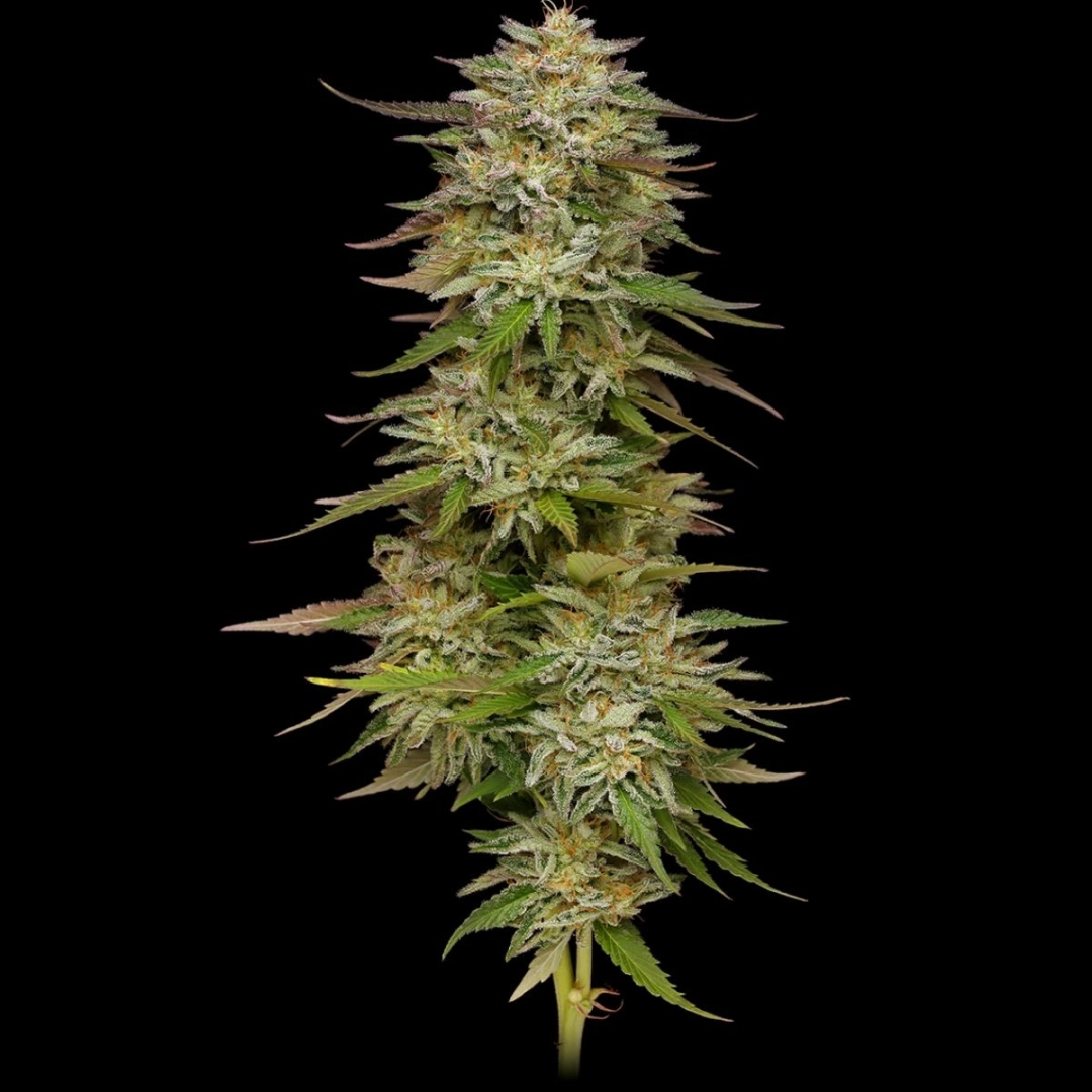 Golden Sands – Humboldt Seed Company – Feminisiert