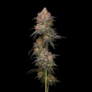 Granny Candy Cannabisblüte – gewachsen aus Feminisierte Hanfsamen von Humboldt Seed Company