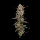 Guzzlerz Cannabisblüte – gewachsen aus Feminisierte Hanfsamen von Humboldt Seed Company