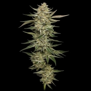 OG TRIPLOID Cannabisblüte – gewachsen aus Feminisierte Hanfsamen von Humboldt Seed Company