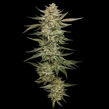 OG TRIPLOID Cannabisblüte – gewachsen aus Feminisierte Hanfsamen von Humboldt Seed Company