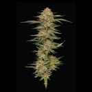 Orange Creampop Cannabisblüte – gewachsen aus Feminisierte Hanfsamen von Humboldt Seed Company