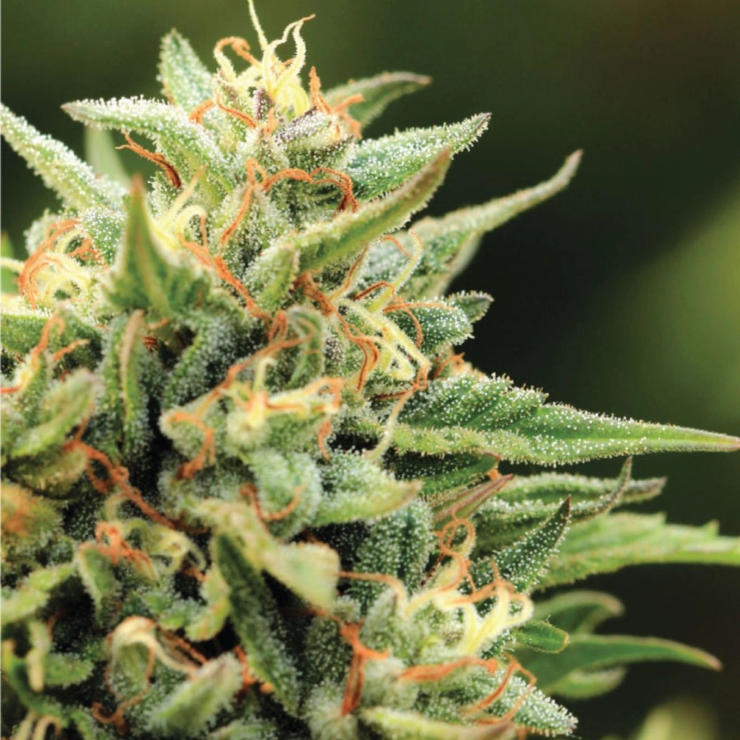 CALIFORNIA SOUR DIESEL – Humboldt Seed Company – Feminisiert