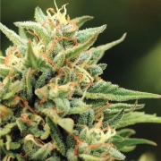 CALIFORNIA SOUR DIESEL Cannabisblüte – gewachsen aus Feminisierte Hanfsamen von Humboldt Seed Company