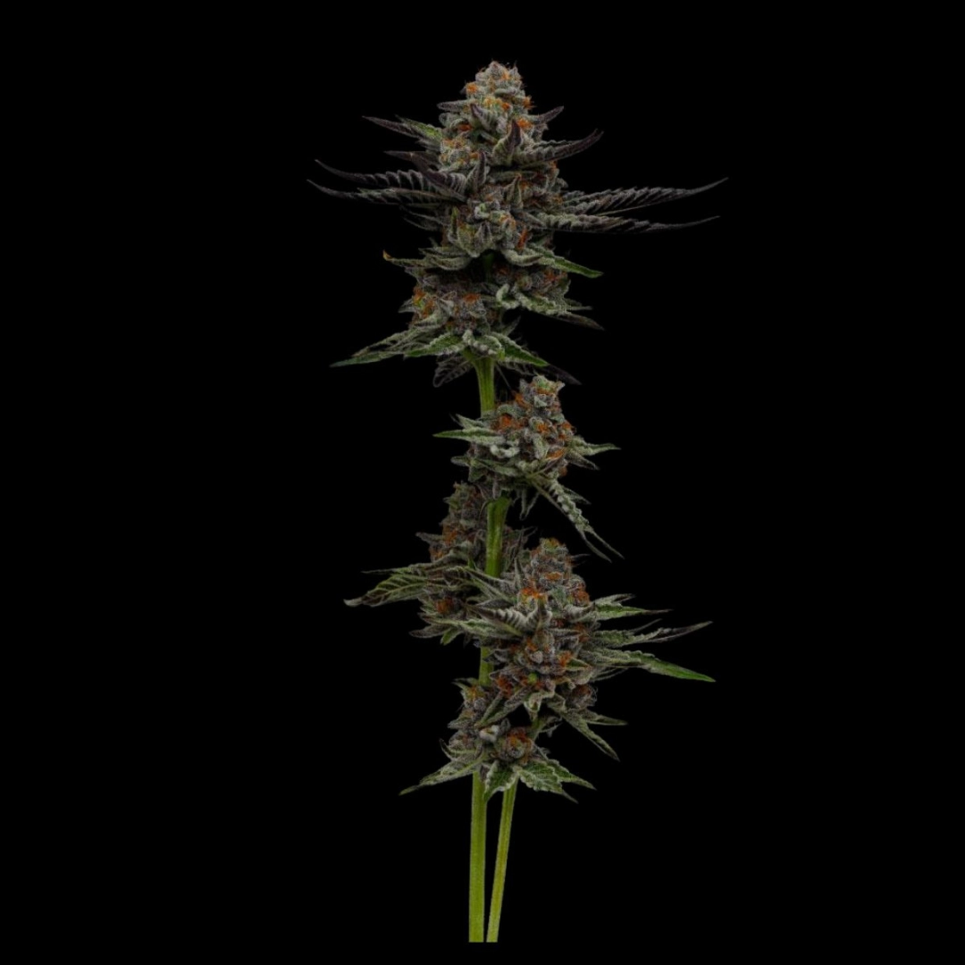 VANILLA CRÉME PIE – Humboldt Seed Company – Feminisiert