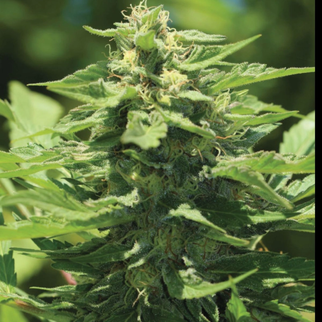 TRAINWRECK – Humboldt Seed Company – Feminisiert