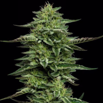 Bling Feminized Cannabisblüte – gewachsen aus Feminisierte Hanfsamen von Humboldt Seed Company