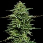 Bling Feminized Cannabisblüte – gewachsen aus Feminisierte Hanfsamen von Humboldt Seed Company