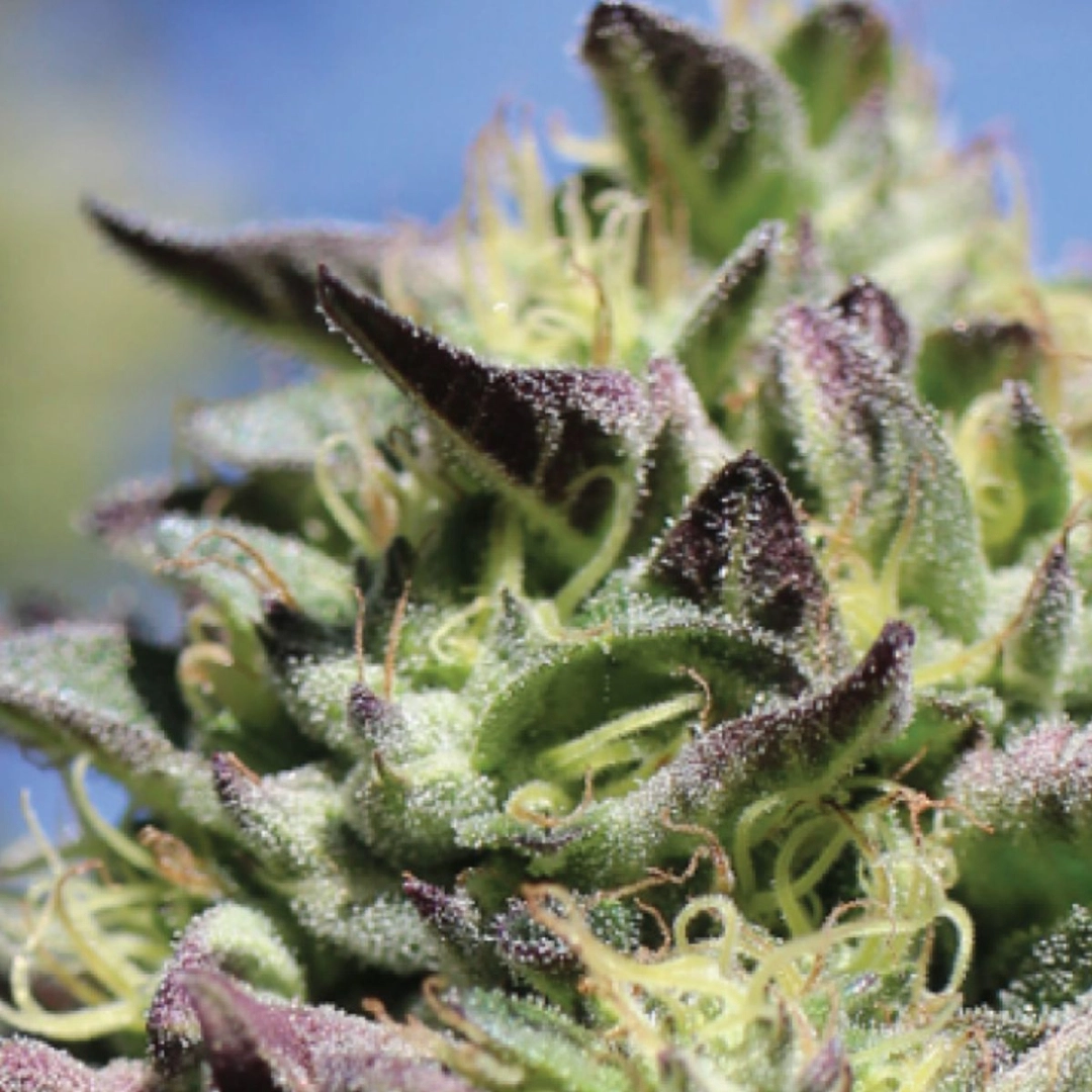 VANILLA FROSTING – Humboldt Seed Company – Feminisiert