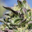 VANILLA FROSTING Cannabisblüte – gewachsen aus Feminisierte Hanfsamen von Humboldt Seed Company
