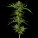 SLIGHTLY STOOPID Cannabisblüte – gewachsen aus Feminisierte Hanfsamen von Humboldt Seed Company