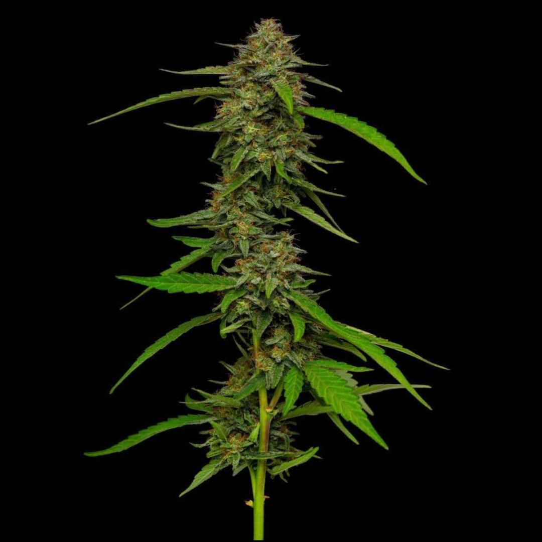 STRAWBERRY CHEESECAKE – Humboldt Seed Company – Feminisiert