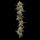 PODDY MOUTH Cannabisblüte – gewachsen aus Feminisierte Hanfsamen von Humboldt Seed Company