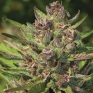 P.P.D Feminized Cannabisblüte – gewachsen aus Feminisierte Hanfsamen von Humboldt Seed Company