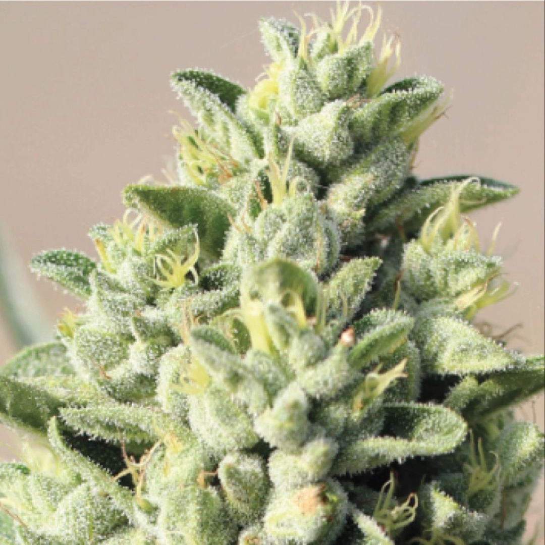 OLD GROWTH OG – Humboldt Seed Company – Feminisiert