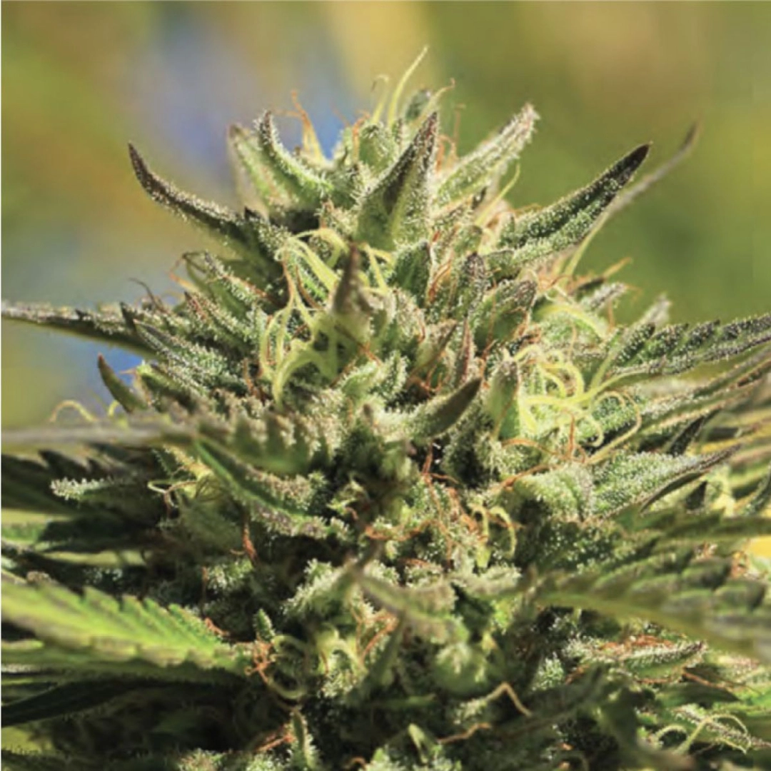 OG KUSH – Humboldt Seed Company – Feminisiert