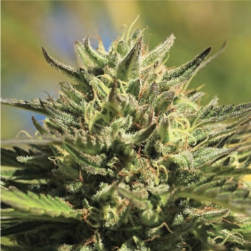 OG KUSH Cannabisblüte – gewachsen aus Feminisierte Hanfsamen von Humboldt Seed Company