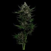ALL GAS OG Cannabisblüte – gewachsen aus Automatic Hanfsamen von Humboldt Seed Company