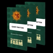 GARY PAYTON STRAIN Cannabisblüte – gewachsen aus Feminisierte Hanfsamen von Barneys Farm