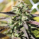CHUNKADELIC Cannabisblüte – gewachsen aus Automatic Hanfsamen von Humboldt Seed Company