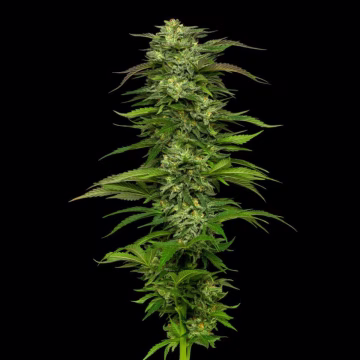 DREAM QUEEN Cannabisblüte – gewachsen aus Automatic Hanfsamen von Humboldt Seed Company