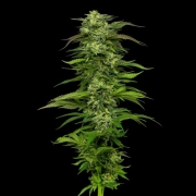 DREAM QUEEN Cannabisblüte – gewachsen aus Automatic Hanfsamen von Humboldt Seed Company