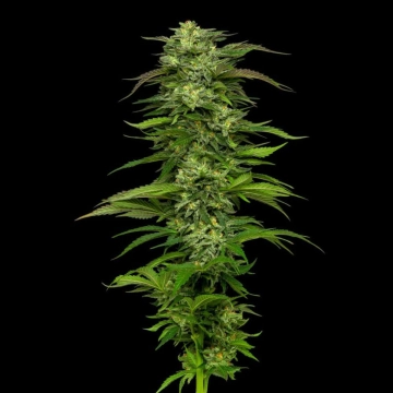 DREAM QUEEN Cannabisblüte – gewachsen aus Automatic Hanfsamen von Humboldt Seed Company