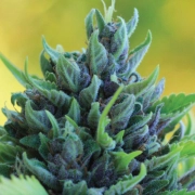 HUMBOLDT DREAM Cannabisblüte – gewachsen aus Automatic Hanfsamen von Humboldt Seed Company