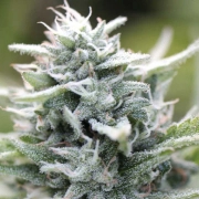 MAGIC MELON Cannabisblüte – gewachsen aus Automatic Hanfsamen von Humboldt Seed Company