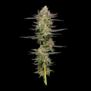 MINT JELLY Cannabisblüte – gewachsen aus Automatic Hanfsamen von Humboldt Seed Company