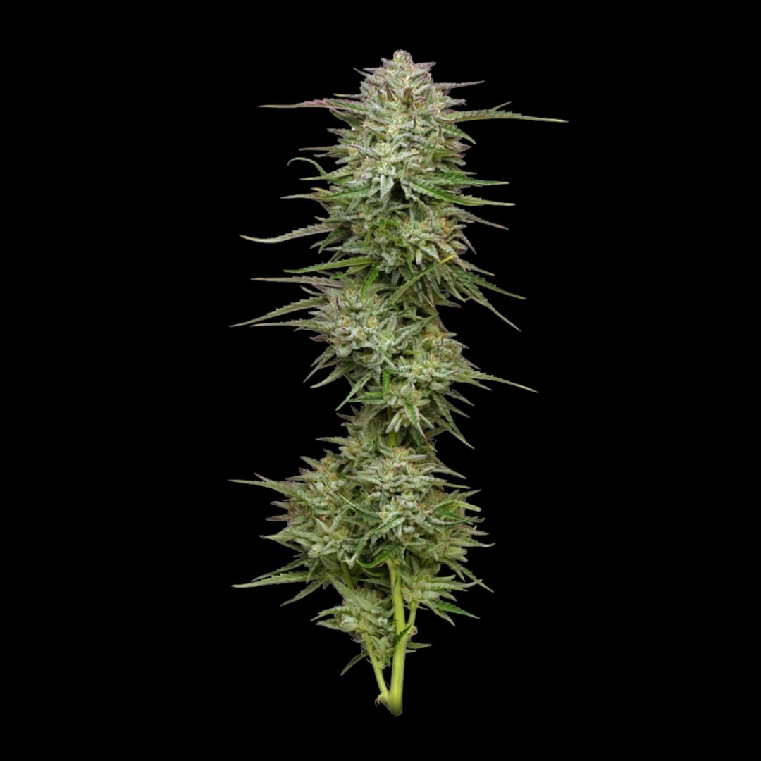 POUND TOWN – Humboldt Seed Company – Autoflowering